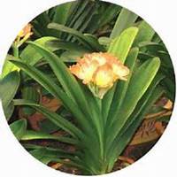 微信君子兰头像_高清君子兰花朵图片大全