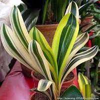 微信君子兰头像_高清君子兰花朵图片大全