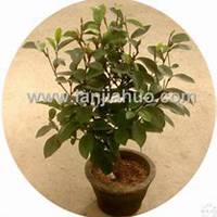 微信含笑花头像_高清含笑花花朵图片大全