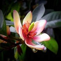 微信含笑花头像_高清含笑花花朵图片大全