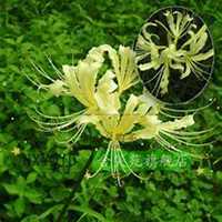 微信含笑花头像_高清含笑花花朵图片大全