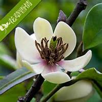 微信含笑花头像_高清含笑花花朵图片大全