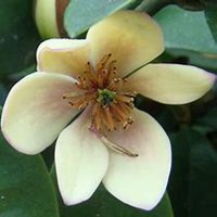 微信含笑花头像_高清含笑花花朵图片大全