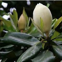 微信含笑花头像_高清含笑花花朵图片大全