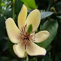 微信含笑花头像_高清含笑花花朵图片大全