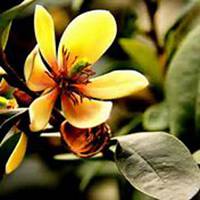 微信含笑花头像_高清含笑花花朵图片大全