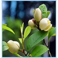 微信含笑花头像_高清含笑花花朵图片大全