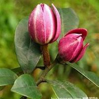 微信含笑花头像_高清含笑花花朵图片大全