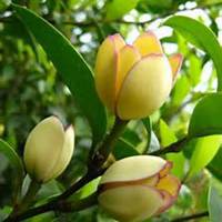 微信含笑花头像_高清含笑花花朵图片大全