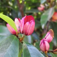 微信含笑花头像_高清含笑花花朵图片大全