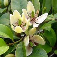 微信含笑花头像_高清含笑花花朵图片大全