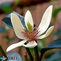 微信含笑花头像_高清含笑花花朵图片大全