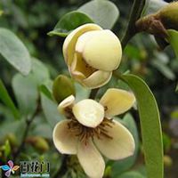 微信含笑花头像_高清含笑花花朵图片大全