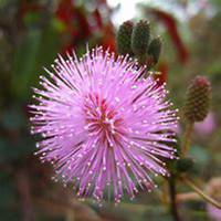 微信含羞草头像_高清含羞草花朵图片大全