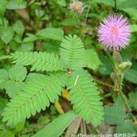 微信含羞草头像_高清含羞草花朵图片大全