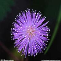 微信含羞草头像_高清含羞草花朵图片大全