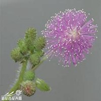 微信含羞草头像_高清含羞草花朵图片大全