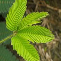 微信含羞草头像_高清含羞草花朵图片大全