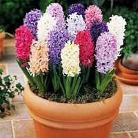 微信含羞草头像_高清含羞草花朵图片大全