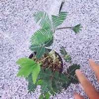 微信含羞草头像_高清含羞草花朵图片大全