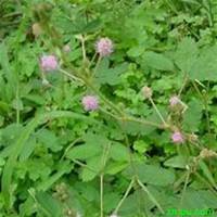 微信含羞草头像_高清含羞草花朵图片大全