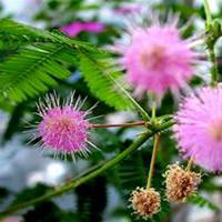 微信含羞草头像_高清含羞草花朵图片大全