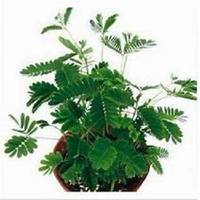 微信含羞草头像_高清含羞草花朵图片大全