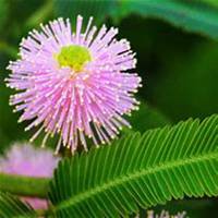 微信含羞草头像_高清含羞草花朵图片大全