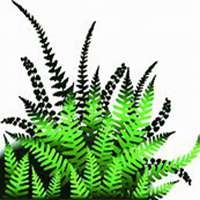 微信含羞草头像_高清含羞草花朵图片大全