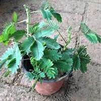 微信含羞草头像_高清含羞草花朵图片大全