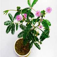 微信含羞草头像_高清含羞草花朵图片大全