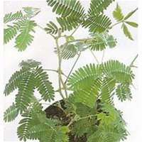 微信含羞草头像_高清含羞草花朵图片大全