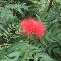 微信含羞草头像_高清含羞草花朵图片大全