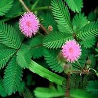 微信含羞草头像_高清含羞草花朵图片大全