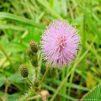 微信含羞草头像_高清含羞草花朵图片大全