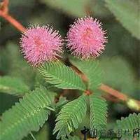 微信含羞草头像_高清含羞草花朵图片大全