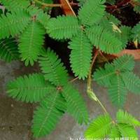 微信含羞草头像_高清含羞草花朵图片大全