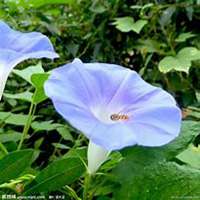 微信喇叭花头像_高清喇叭花花朵图片大全