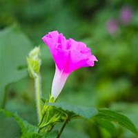 微信喇叭花头像_高清喇叭花花朵图片大全