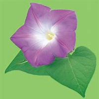 微信喇叭花头像_高清喇叭花花朵图片大全