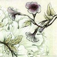 微信喇叭花头像_高清喇叭花花朵图片大全