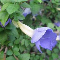 微信喇叭花头像_高清喇叭花花朵图片大全