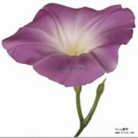 微信喇叭花头像_高清喇叭花花朵图片大全