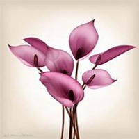 微信喇叭花头像_高清喇叭花花朵图片大全