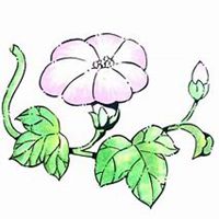 微信喇叭花头像_高清喇叭花花朵图片大全