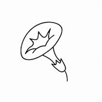 微信喇叭花头像_高清喇叭花花朵图片大全