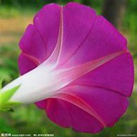 微信喇叭花头像_高清喇叭花花朵图片大全