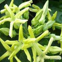 微信夜来香头像_高清夜来香花朵图片大全