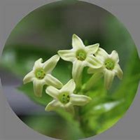 微信夜来香头像_高清夜来香花朵图片大全