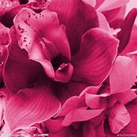 微信夜来香头像_高清夜来香花朵图片大全